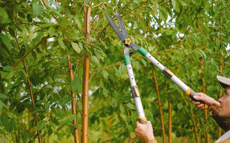 Tree trimming in Newfoundland, PA