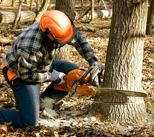 Tree Removal in Newfoundland, PA